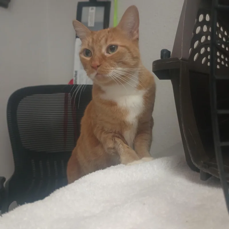 A senior medium-sized female Orange & White Domestic Short Hair cat named Pepper for adoption in Buena Vista, CO