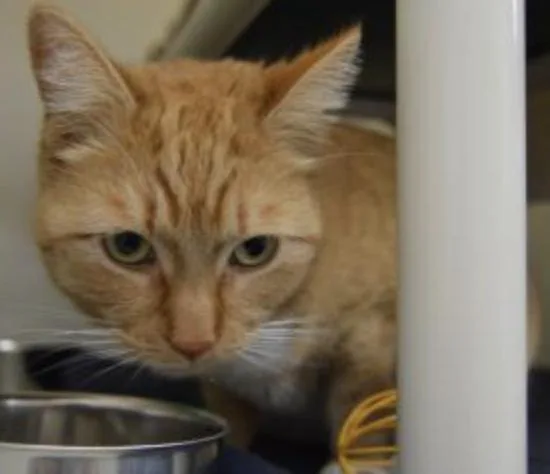 Pepper thumbnail 3