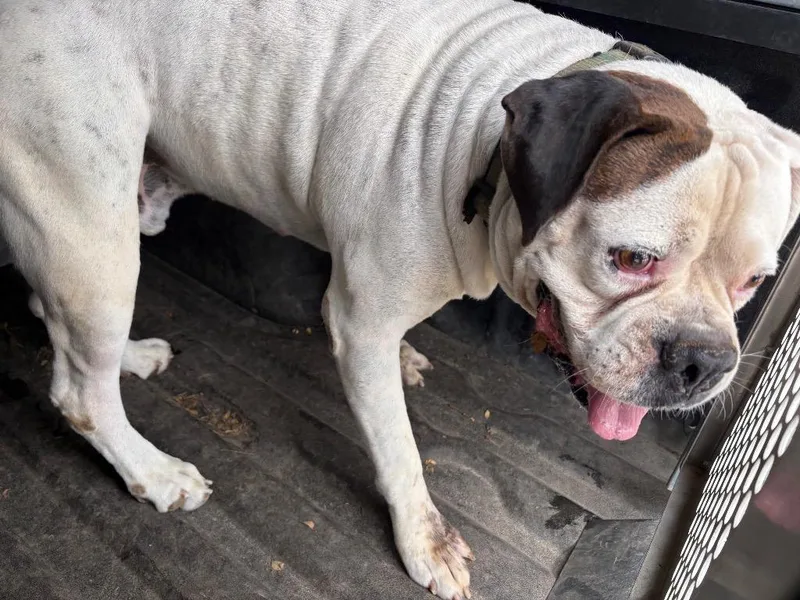 An adult extra large-sized male American Bulldog dog named Butch for adoption in New Braunfels, TX