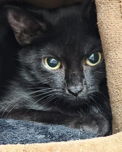 A baby small-sized female Domestic Short Hair cat named Patricia for adoption in Fishers, IN