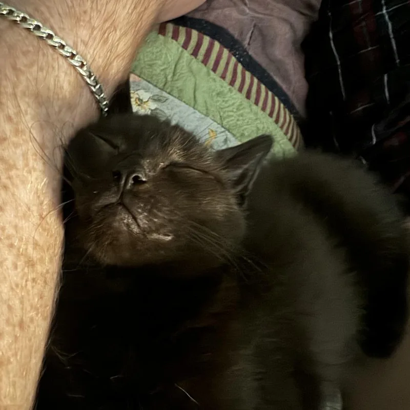 A baby small-sized male Black Domestic Short Hair cat named Dasani for adoption in Evanston, IL