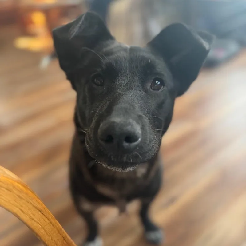 A young small-sized male Black Labrador Retriever dog named Simba for adoption in Wasilla, AK
