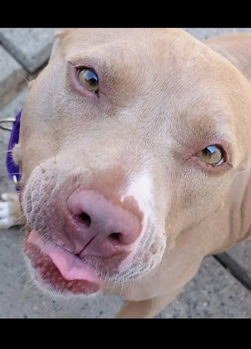 A young medium-sized female Yellow / Tan / Blond / Fawn American Staffordshire Terrier dog named Anna for adoption in Flint, MI