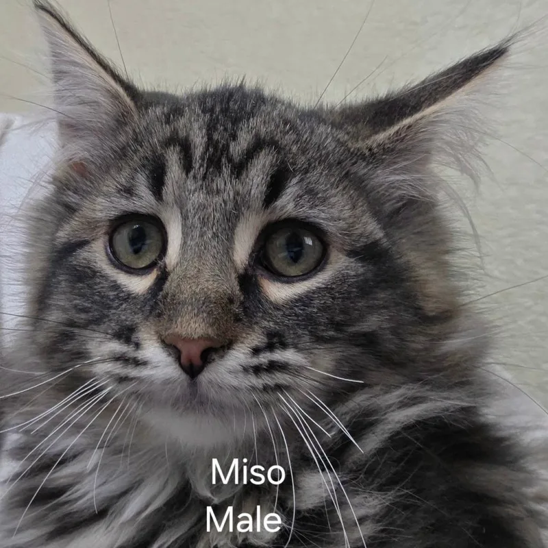A baby small-sized male Gray / Blue / Silver Domestic Long Hair cat named Miso for adoption in Klamath Falls, OR