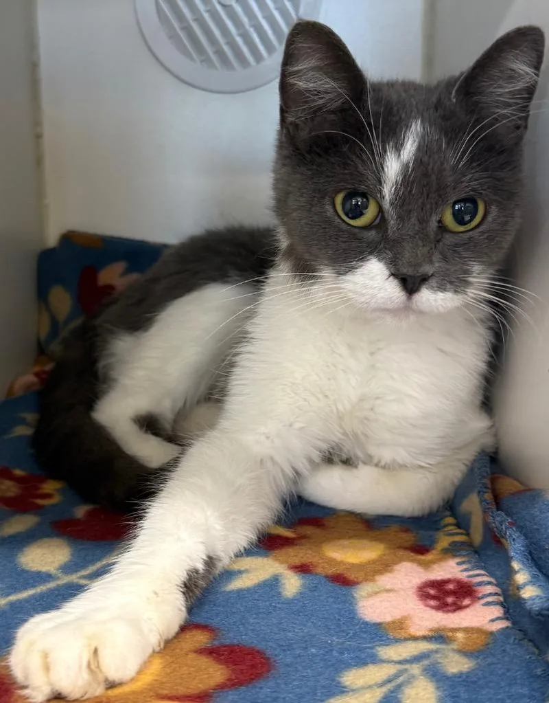 A baby large-sized female Domestic Short Hair cat named Bree for adoption in Sapulpa, OK