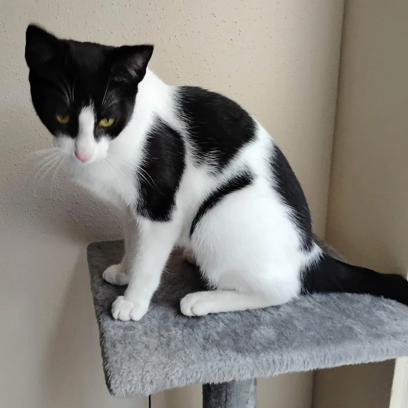 A young medium-sized female Black & White / Tuxedo Domestic Short Hair cat named Taylor for adoption in Hopkinton, MA