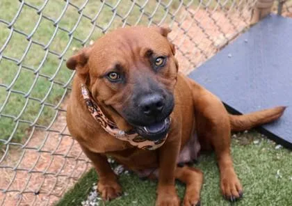 An adult large-sized female Mixed Breed dog named Winnie for adoption in Athens, GA