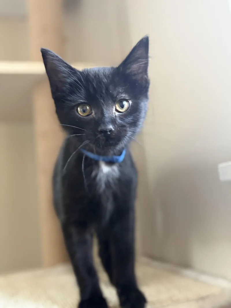 Binx