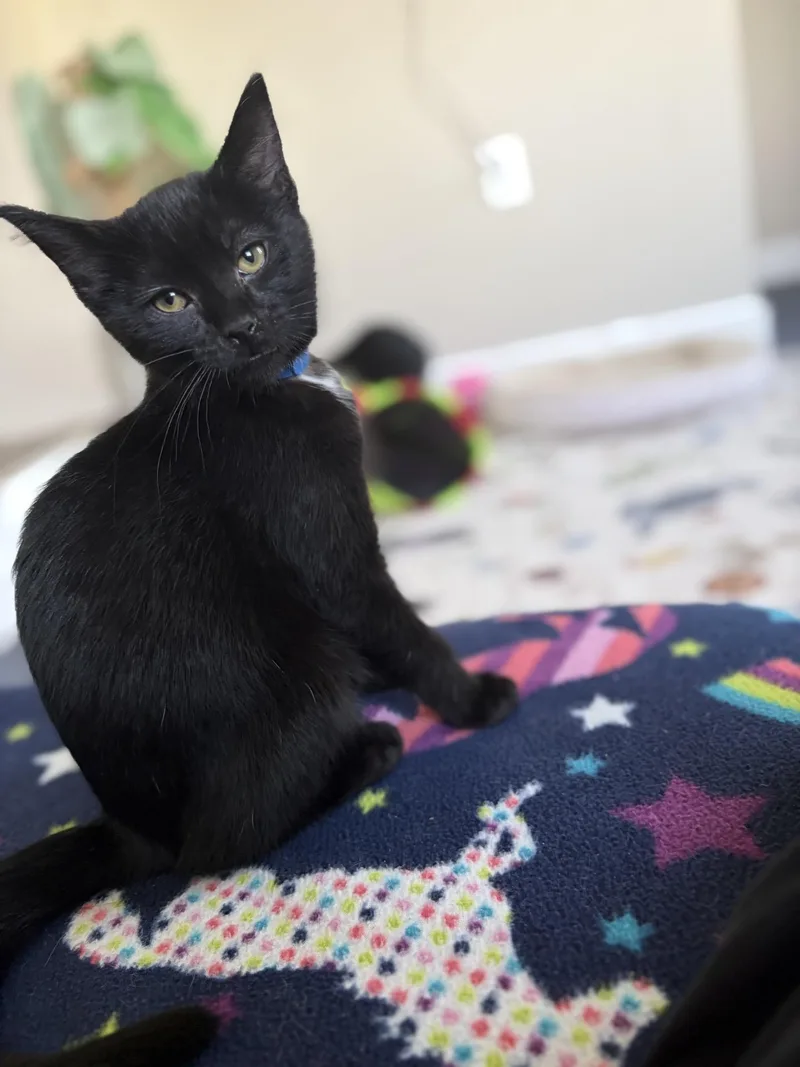 Binx thumbnail 2