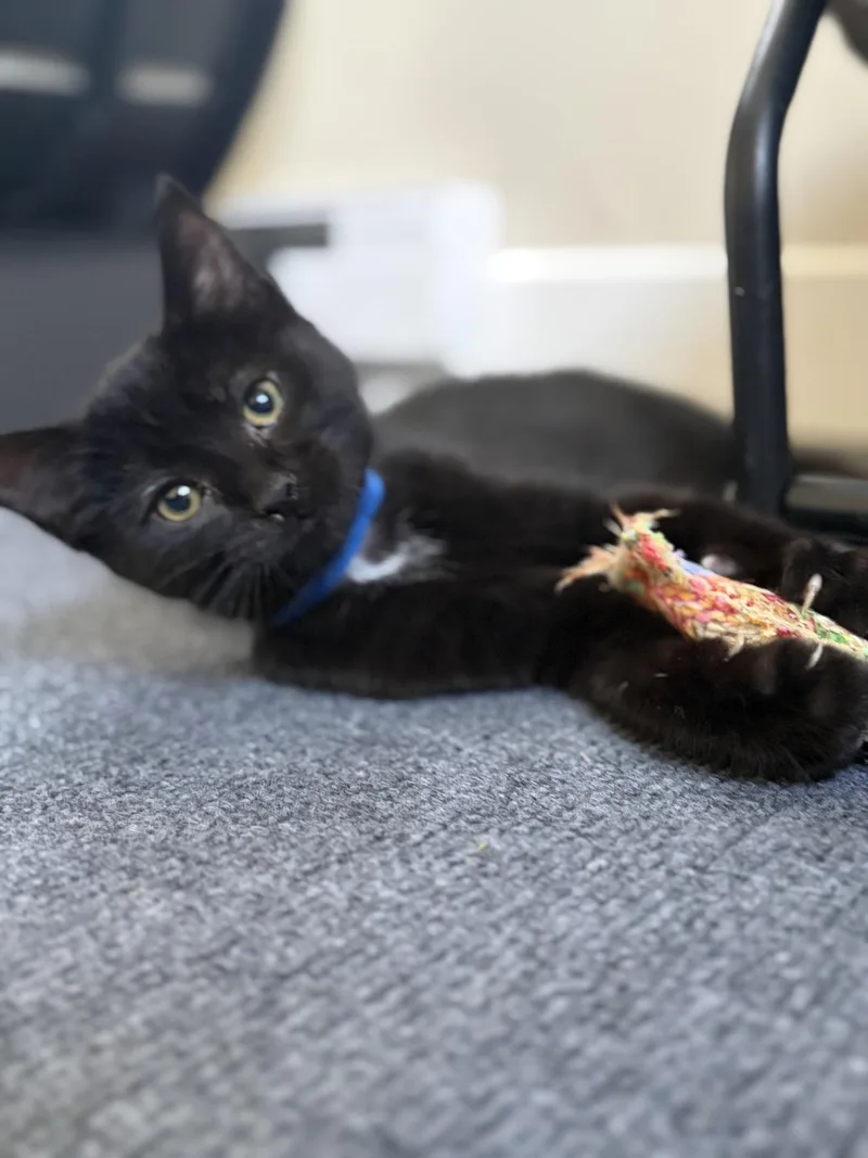 Binx thumbnail 3