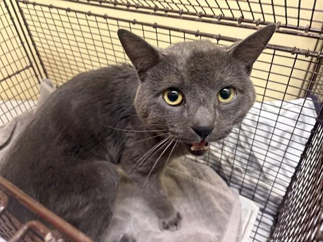 A young small-sized male Domestic Short Hair cat named Luke Cage for adoption in Tustin, CA