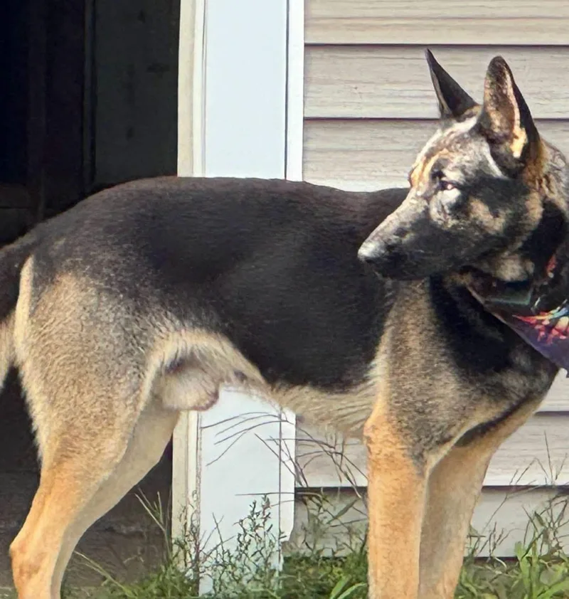 A young large-sized male Black German Shepherd Dog dog named Kaiser for adoption in New Rochelle, NY