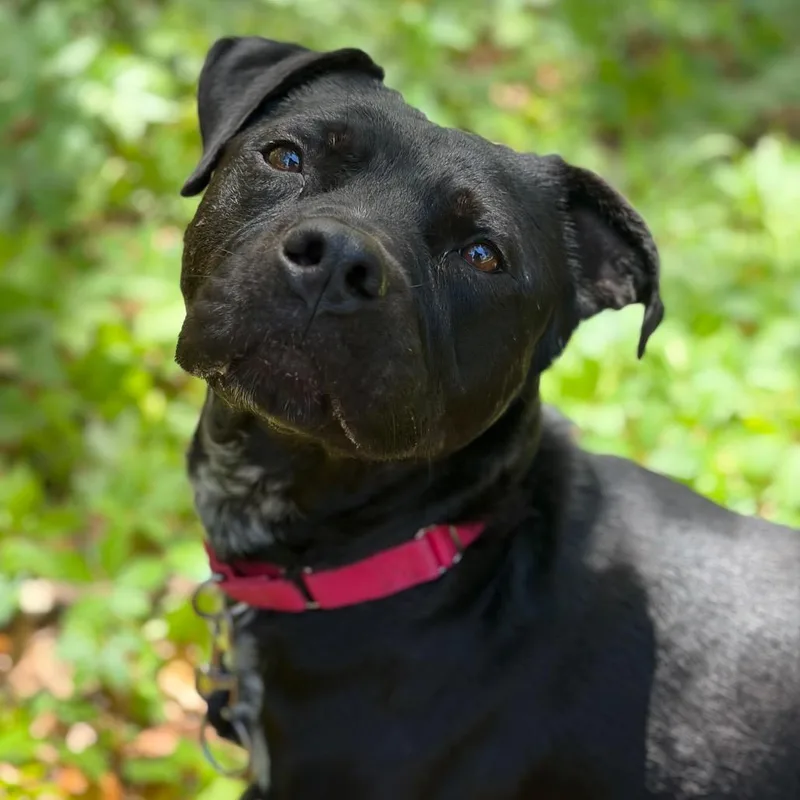 A senior large-sized male Black Mixed Breed dog named Bucky for adoption in Titusville, FL
