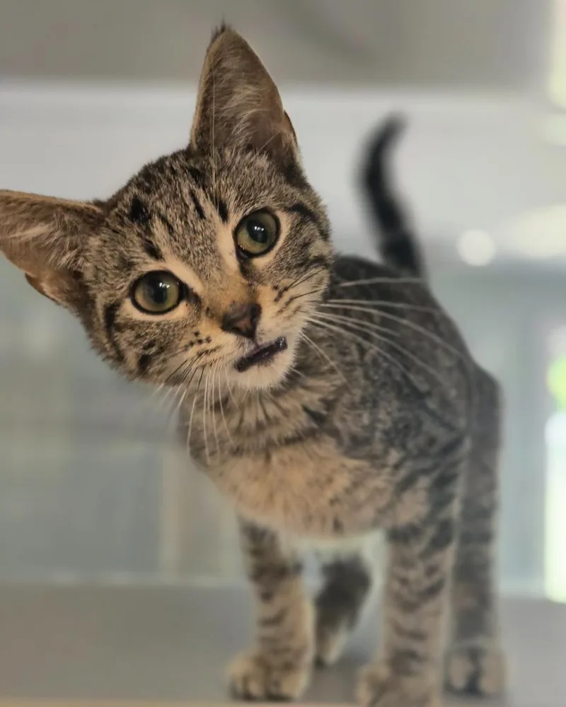 A baby large-sized female Domestic Short Hair cat named Viola for adoption in Viroqua, WI