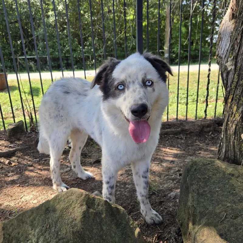 A young medium-sized male Merle (Blue) Border Collie dog named Denali for adoption in Mansfield, TX