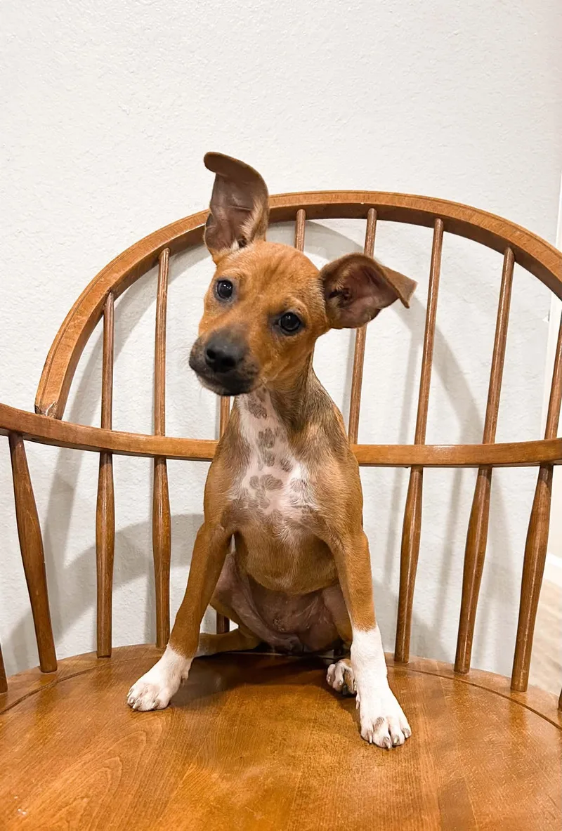 A young small-sized female Terrier dog named Pebbles for adoption in Mobile, AL