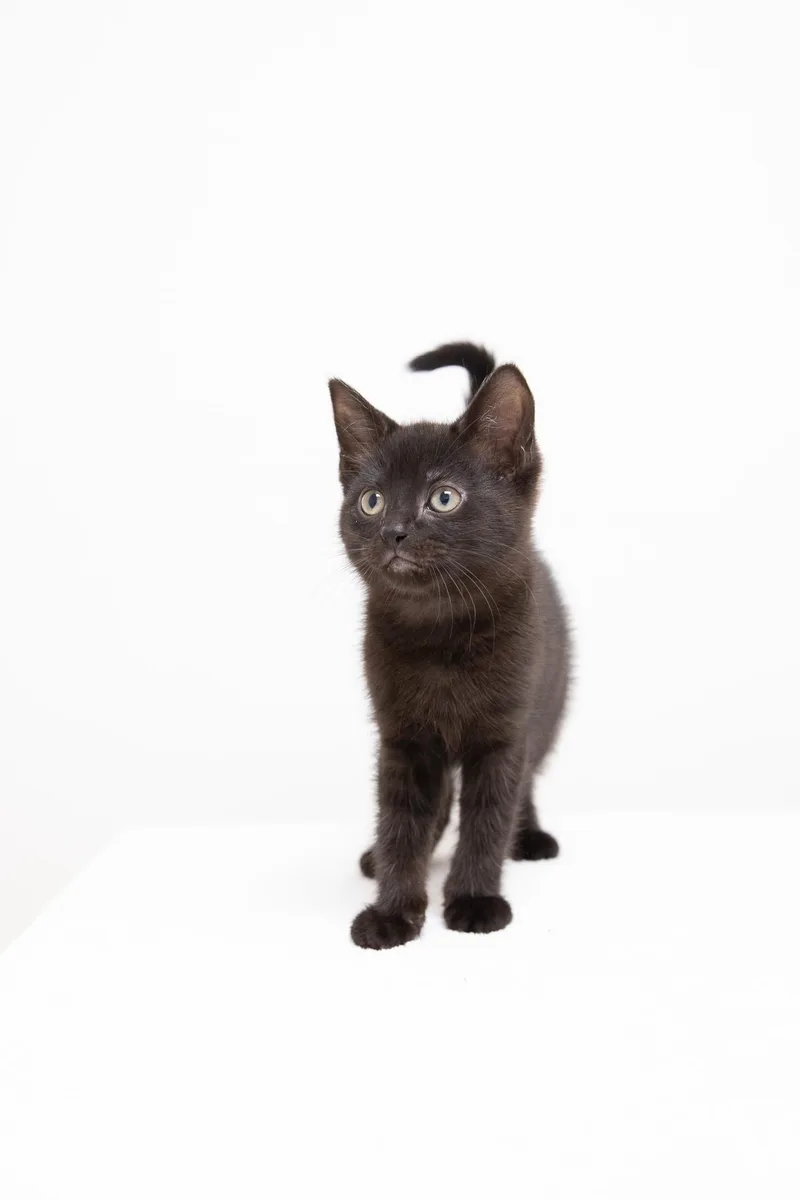 A baby medium-sized female Black Domestic Short Hair cat named Perona for adoption in Montclair, NJ