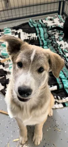 A young medium-sized male German Shepherd Dog dog named River for adoption in Thief River Falls, MN
