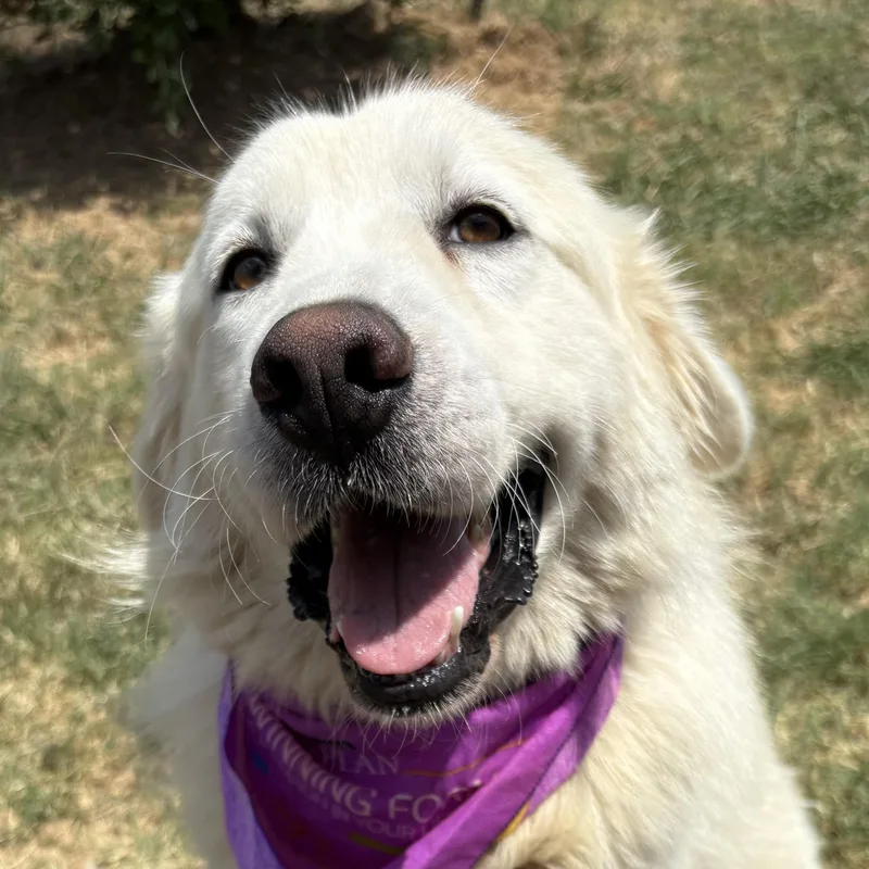 An adult large-sized male White / Cream Great Pyrenees dog named Creamsicle for adoption in Pilot Point, TX