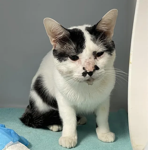An adult large-sized male Domestic Short Hair cat named Max for adoption in Palmetto, FL