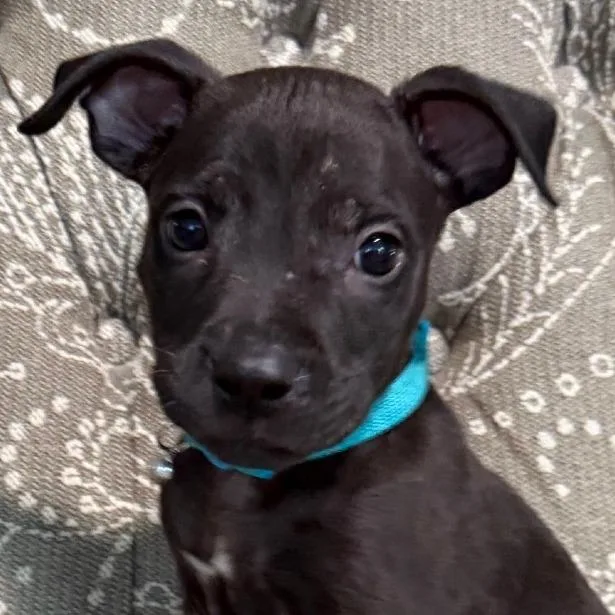 A baby medium-sized male Black Mixed Breed dog named Buzz for adoption in Cincinnati, OH