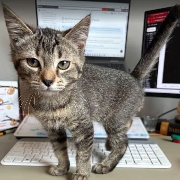 A baby small-sized female Brown / Chocolate Domestic Short Hair cat named Chickadee for adoption in Evanston, IL