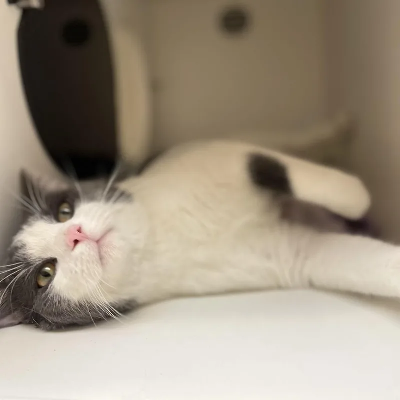 St. Patrick thumbnail 2