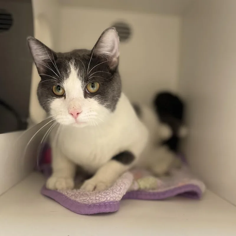 St. Patrick thumbnail 3