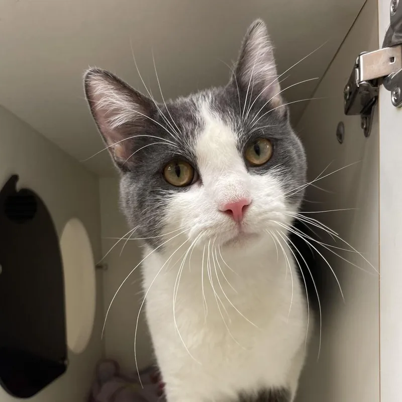 St. Patrick thumbnail 4