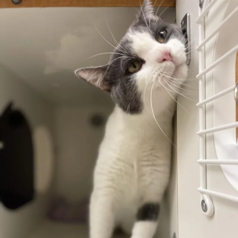 St. Patrick thumbnail 5