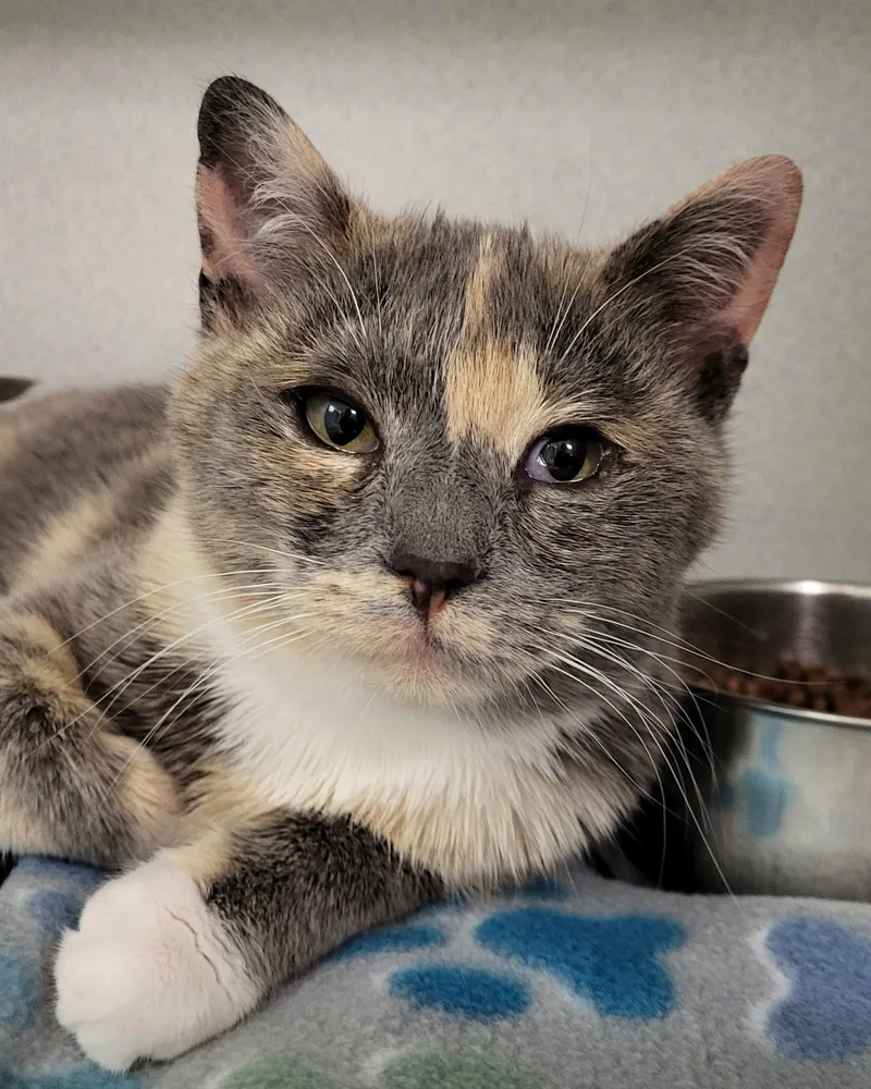 A baby medium-sized female Tortoiseshell Domestic Short Hair cat named Rose for adoption in Grayslake, IL