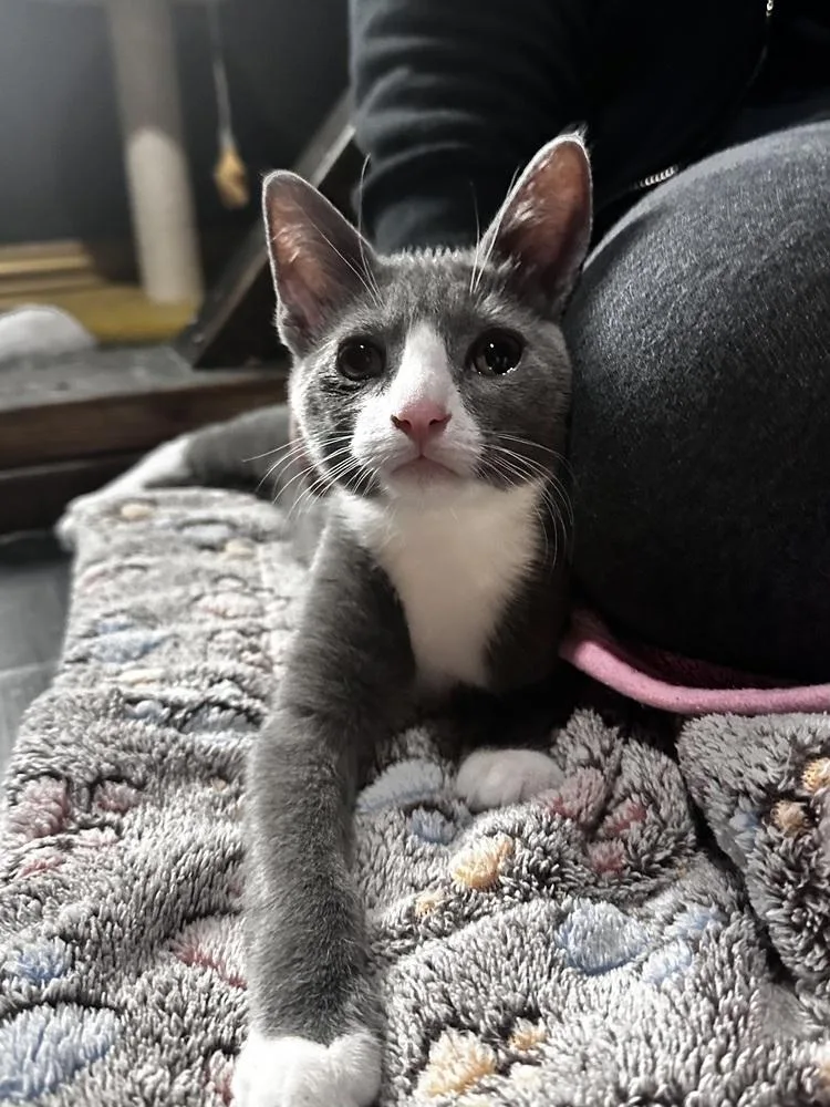 A baby small-sized male Domestic Short Hair cat named Hoth for adoption in Dallas, TX