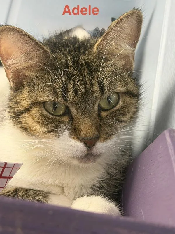 An adult medium-sized female Domestic Short Hair cat named Adele for adoption in Canton, GA