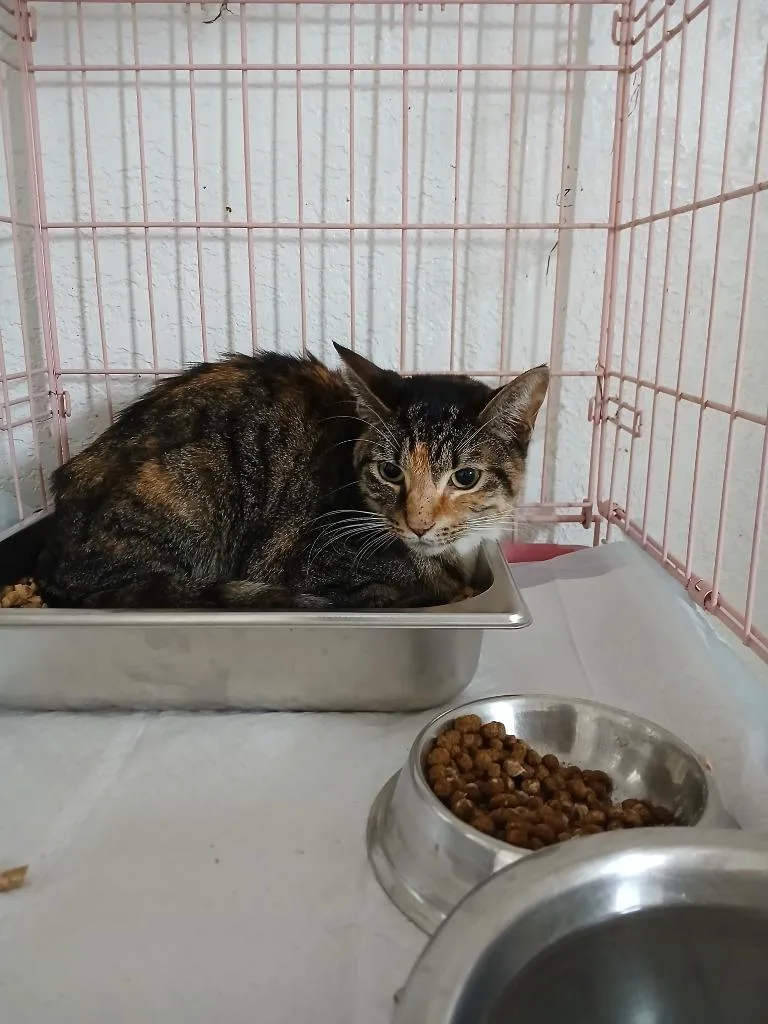A young small-sized female Domestic Short Hair cat named Salsa for adoption in Brownwood, TX