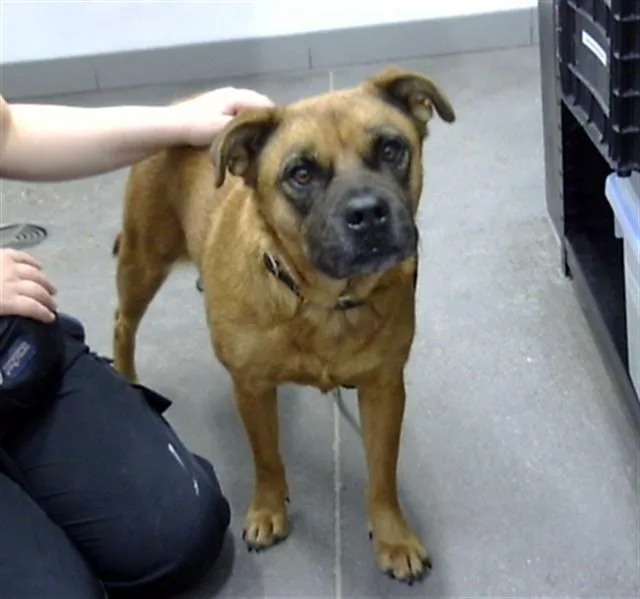 A young large-sized female Chow Chow dog named Peanut for adoption in Mesa, AZ