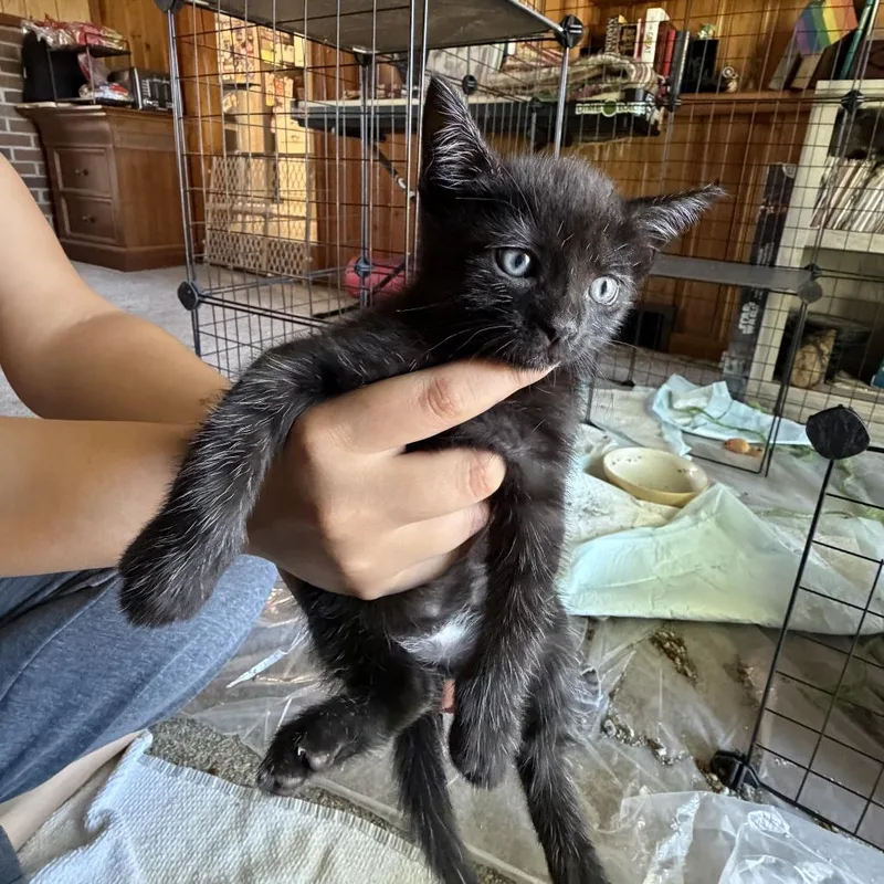 A baby small-sized female Black Domestic Short Hair cat named Snow Toes for adoption in Carmel, IN