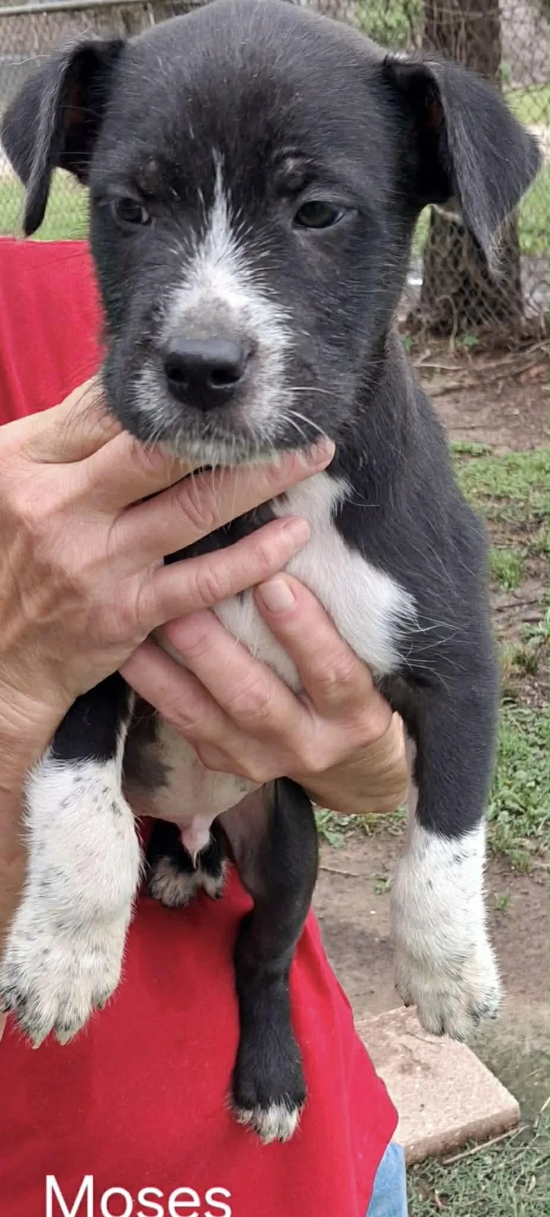 A baby medium-sized male Black Mixed Breed dog named Moses for adoption in Whiting, NJ