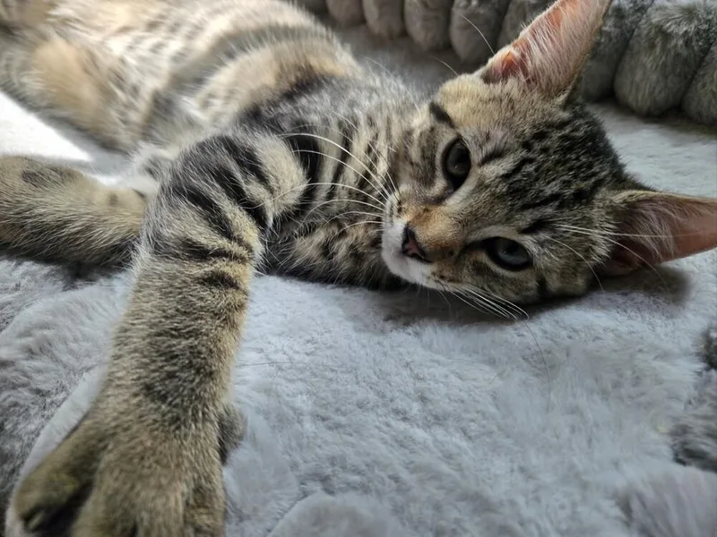 A baby small-sized male Domestic Short Hair cat named Dover CT for adoption in Greenville, SC