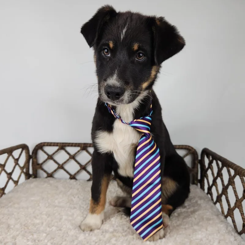 A baby small-sized male Black Australian Shepherd dog named Joe Jonas for adoption in Fort Wayne, IN