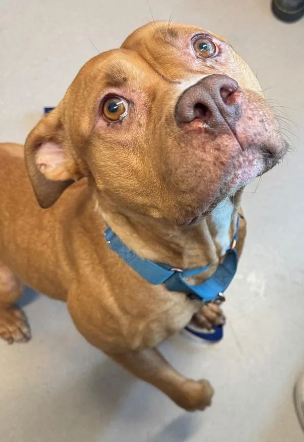 An adult large-sized female Pit Bull Terrier dog named Fresa for adoption in El Cajon, CA
