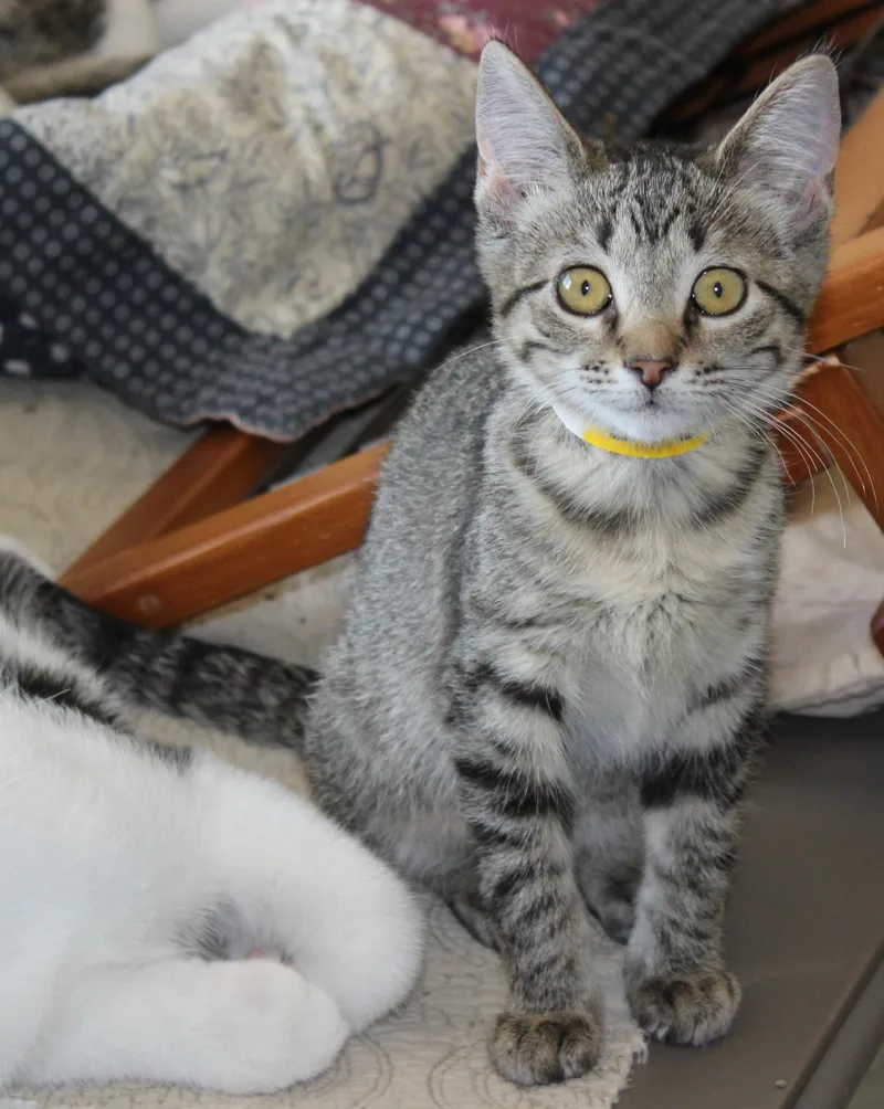 A baby medium-sized female Brown / Chocolate Domestic Short Hair cat named Sage for adoption in Huron, SD