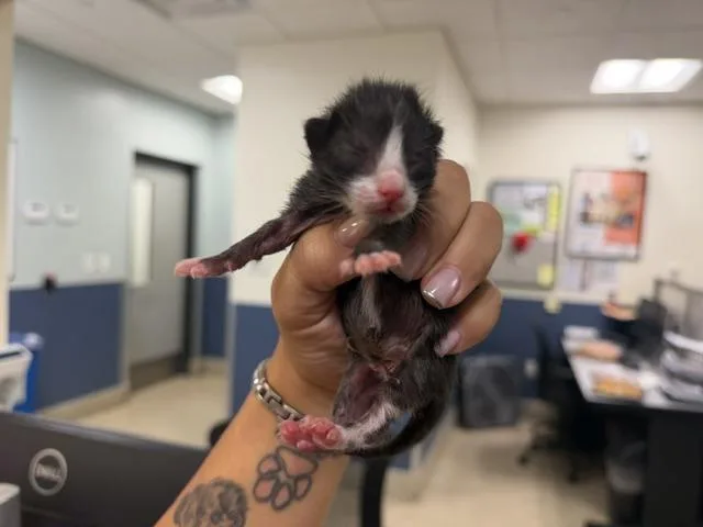 A baby small-sized male Domestic Short Hair cat named A for adoption in Miami, FL