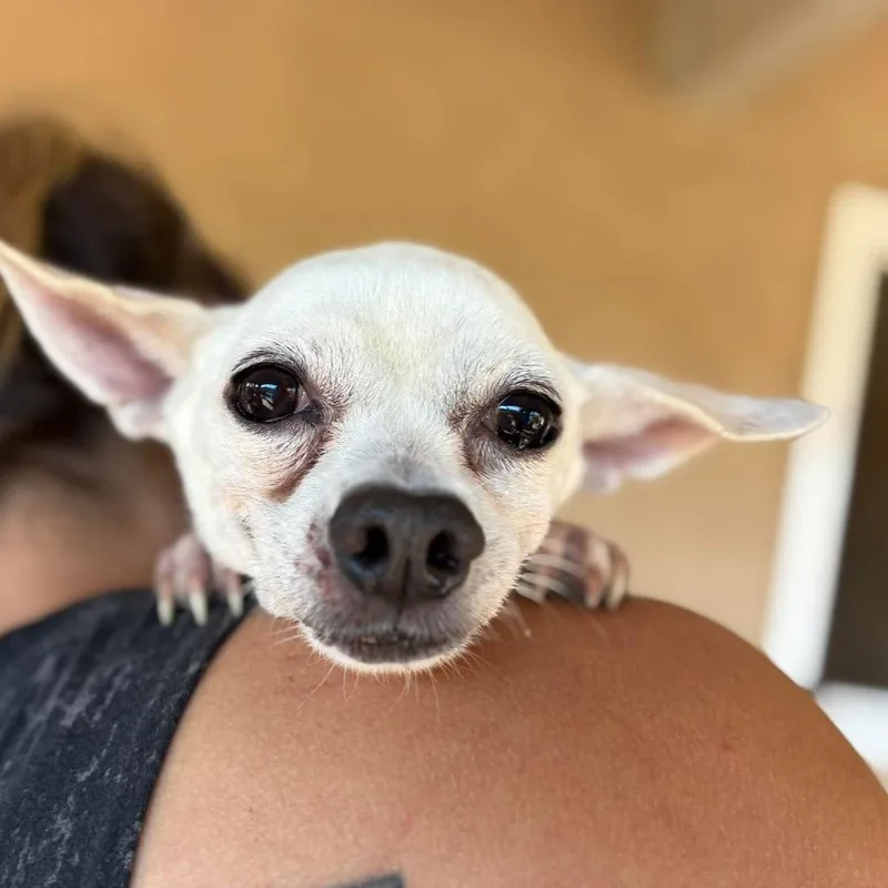 A senior small-sized male White / Cream Chihuahua dog named Mr. Mime for adoption in Ramona, CA