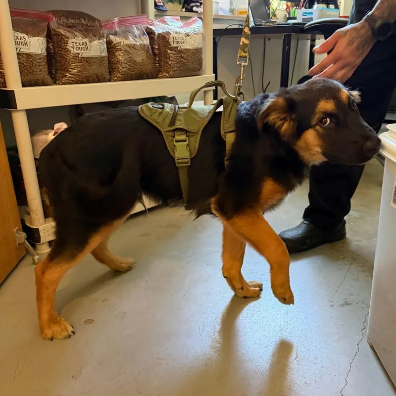 A baby medium-sized male Black German Shepherd Dog dog named Vander for adoption in Austin, TX