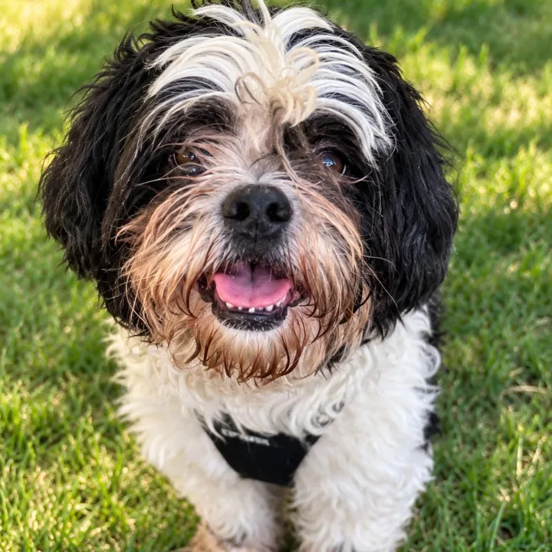 An adult medium-sized male Black Shih Tzu dog named Ziggy for adoption in Redwood Falls, MN