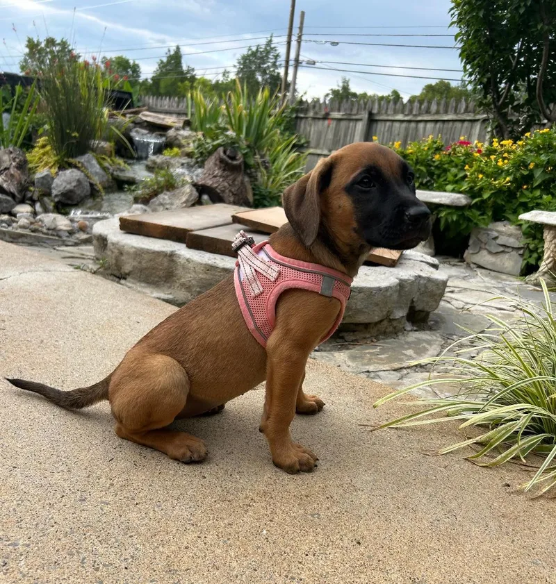 A baby medium-sized female Red / Chestnut / Orange Redbone Coonhound dog named Puppy Espresso for adoption in Franklin, TN