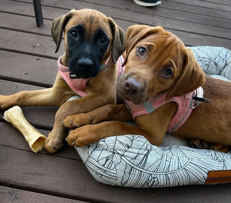 Puppy Espresso thumbnail 2