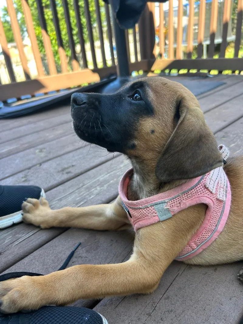 Puppy Espresso thumbnail 3