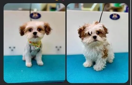 Milo