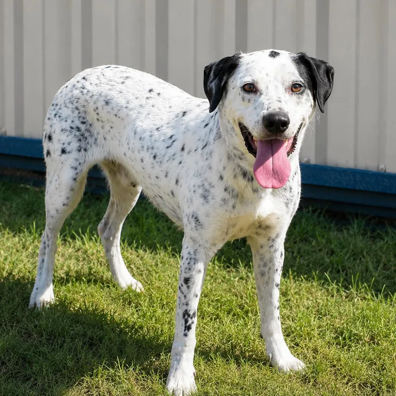 Pongo D